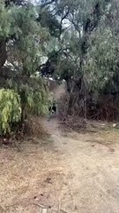 Viral Video: ये देखिए हमारे देश के Heavy Driver, इनका बस चले तो बीच समंदर में चला दें ट्रक!