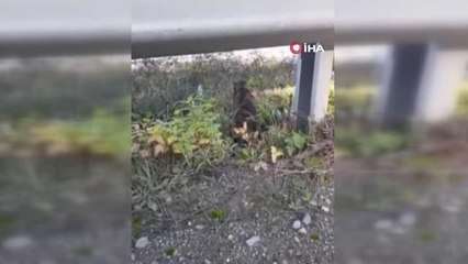 Sinop'ta yaralı halde bulunan su samuru tedavi altında