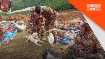 Tragedi Batang Kali | K9, si pendamping pasukan SAR