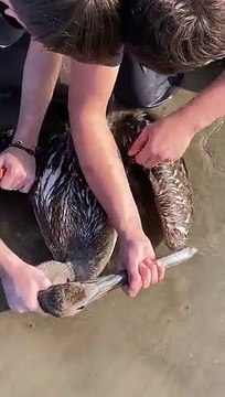 Ils sauvent un oiseau piégé dans un filet de pêche