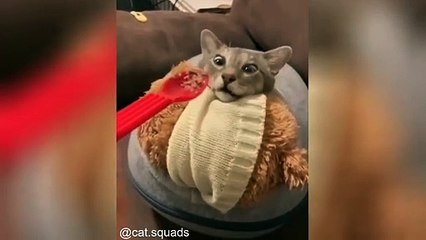 Cat videos droles jamais vue_1671205338