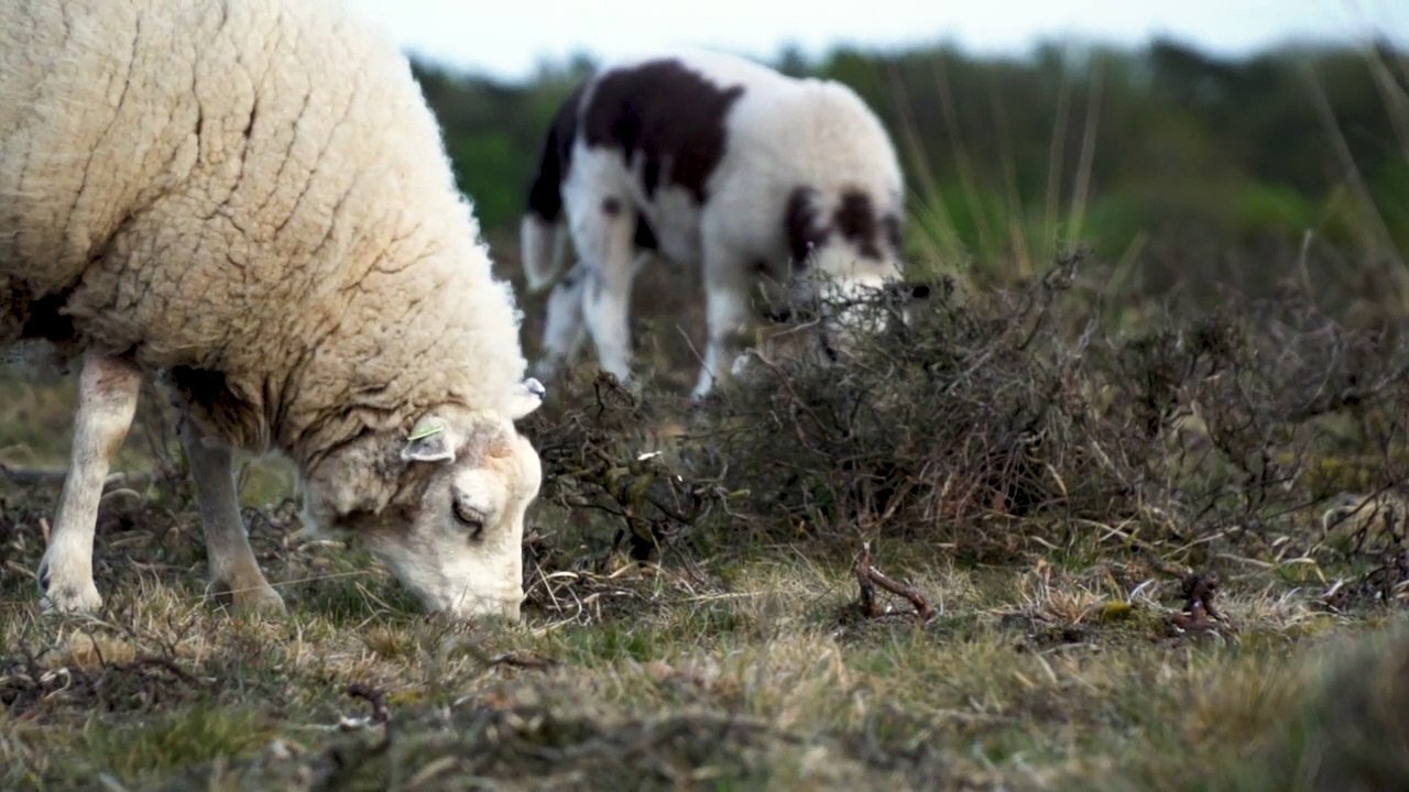 Lamb  videos
