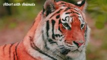 CUTE LITTLE ANIMALS  - Tiger, cow, Crow, Horse, Lamps, sparrow, Bird - ANIMAL SOUNDS