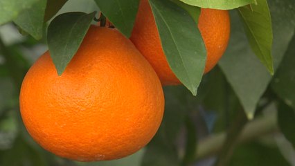 "맛 좋고 껍질도 잘 까져요"...신품종 감귤 개발 / YTN