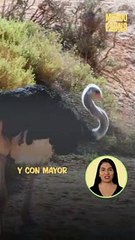 ¿Sabías que el avestruz es el ave más grande del planeta?