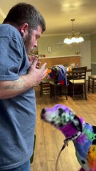 Husband Does Not Approve of Dog's Colorful Coat