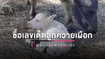 ฮือฮาแห่ซื้อเลขเด็ดลูกควายเผือก  เจ้าของดีใจเชื่อมาให้โชค | HOTSHOT เดลินิวส์ 18/12/65