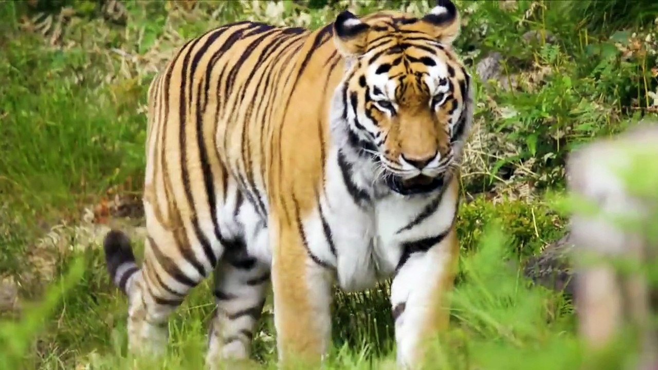Amazing Scene of Wild Animals - Scenic Relaxation Film (Part 1)