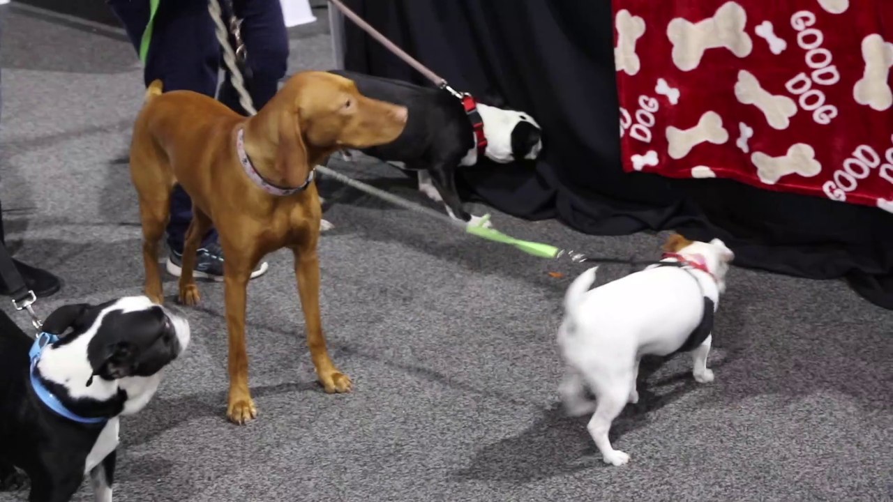 A visit to the Vegas pet show on February 12, 2017.
