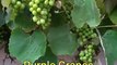 Fruit Garden  - Delicouse wild grapes