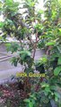 Fruit trees - Marula tree