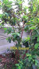 Fruit trees - Marula tree