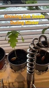 Growing Oak Tree Seeds in Winter