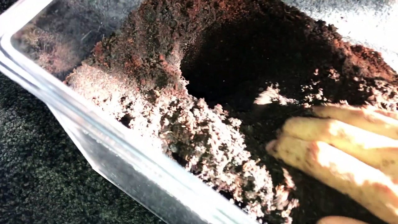Baboon TARANTULA that's MEAN !!!