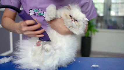 Would you like to fall in love with a cat with beautiful blue eyes