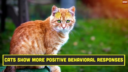 10 Scientific Ways to Get a Cat to Like You