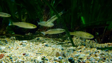 Greece - the Wild Side - Surrounded by Blue