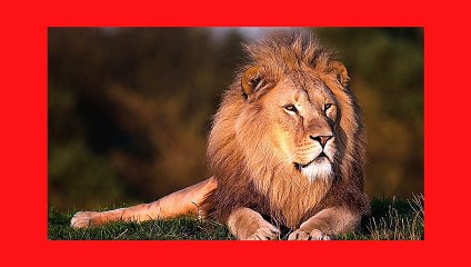 بچوں کے لیے گنتی 1,2,3,4,5 Counting for children kids with pictures