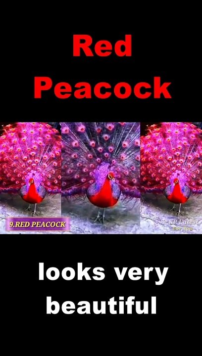 Red peocock #shorts