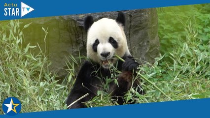 Zone Interdite (M6) : surnommé "papy panda", Jean-Pierre est devenu accro au zoo Pairi Daiza