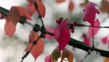 مسلسل فوضى عارمة الحلقة 8 كاملة مترجمة قسم 3