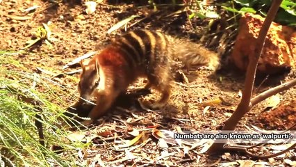 Скачать видео: #weired things#wild animal fights#interesting facts Numbat facts  also known as banded anteaters