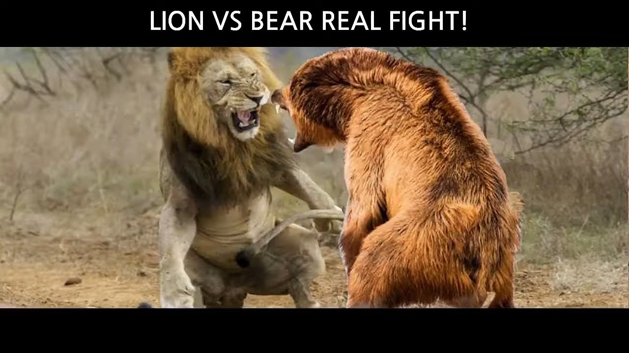 #weired things#wild animal fights#interesting facts Lion vs Bear Real Fights video.