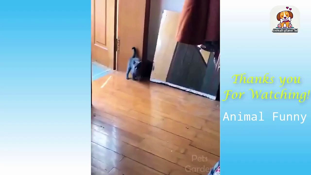 Funny Cat's. Funny Cat's unlimited video collection. (2)