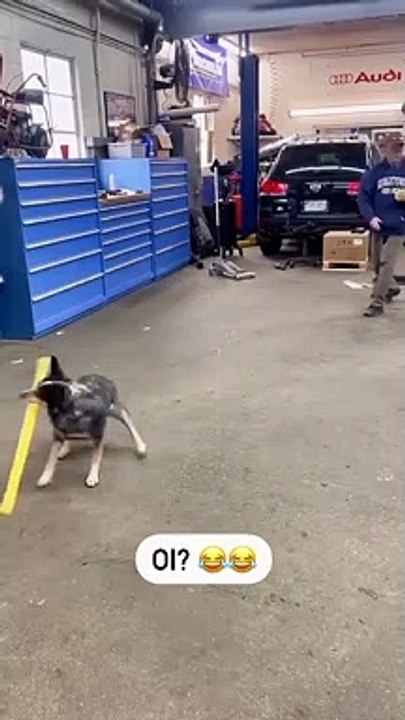 best shorts video of a dog hit ball with a stick
