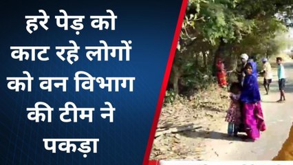 बेगूसराय: हरे पेड़ की कटाई कर रहे लोगो को वन विभाग ने पकड़ा