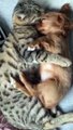Cat preciously cuddles and grooms tiny puppy