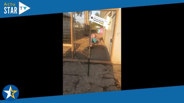 Il tente d'enfermer ses adorables chiots et finit au sol !