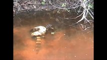 Anaconda VS Crocodile Amazing Viral Fight In The Cristalino River   Anaconda And Crocodile Fighting (2)