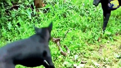 Dog VS Snake Amazing Fight   Two Black Dogs Try to Kill Snake   Dog VS Cobra   Animal's Galaxy  2021 (3)