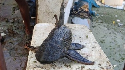 छतरपुर में मिली अमेरिका की अमेजन नदी में पाई जाने वाली खतरनाक मछली