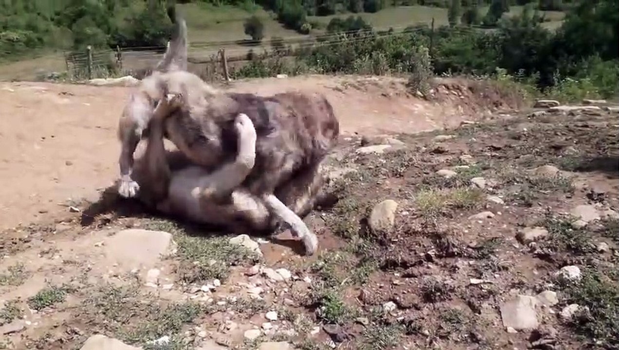 KANGALİN BOGDUGU KURT