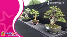 Ratusan Bonsai Harga Puluhan Juta Ikut Kontes di Jambi