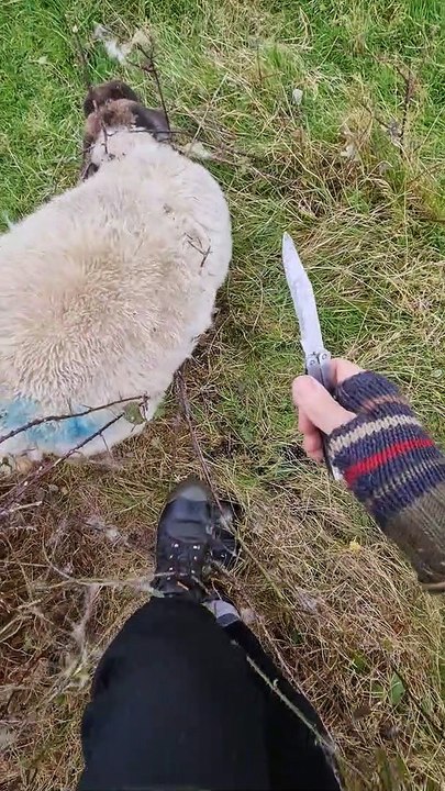 Freeing a Sheep From a Bramble Bush
