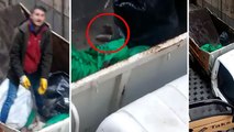 Trabzon'da köpeğin üzerine moloz dökülmesine çifte soruşturma