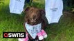 Clever pooch has been helping owners with newborns by fetching nappies & bottles, tidying up & even waking them when the babies are crying