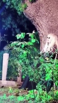 Zerrin Özer mezarlıkta şarkı söyledi