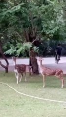 Deers and friend monkey/funny clips