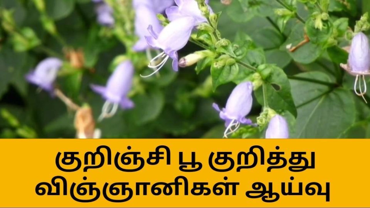கொடைக்கானலில் குறிஞ்சி பூ குறித்து ஆய்வு