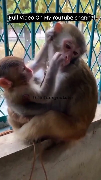 The bakwas tag, The bakwas motivational, The motivational video, Comedy video, Funny jokes video, Song, American comedy, Indian comedy, Comedy, Facebook statusWhatsApp WhatsApp, , All status Instagram status, Bhakti song, Comedian song, New musical song c