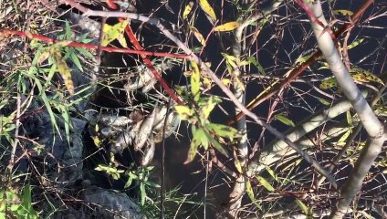 Gelecek Partisi paylaştı: Vicdanınız kabul ederse Adana’da Ceyhan nehrine bakın!