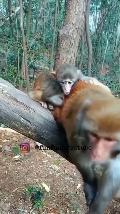 The bakwas tag, The bakwas motivational, The motivational video, Comedy video, Funny jokes video, Song, American comedy, Indian comedy, Comedy, Facebook statusWhatsApp WhatsApp, , All status Instagram status, Bhakti song, Comedian song, New musical song c