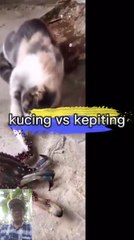 Kucing v kepiting