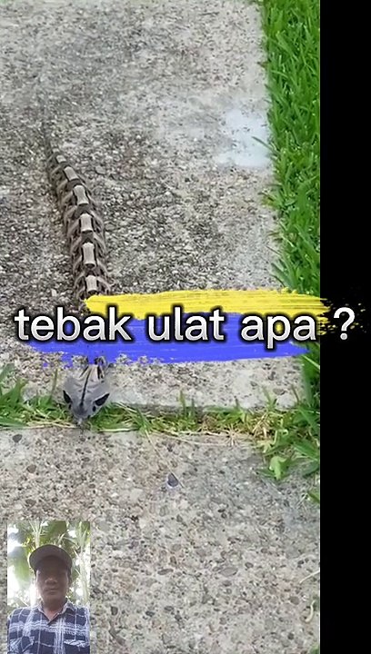 Ular apa ulat tebak?