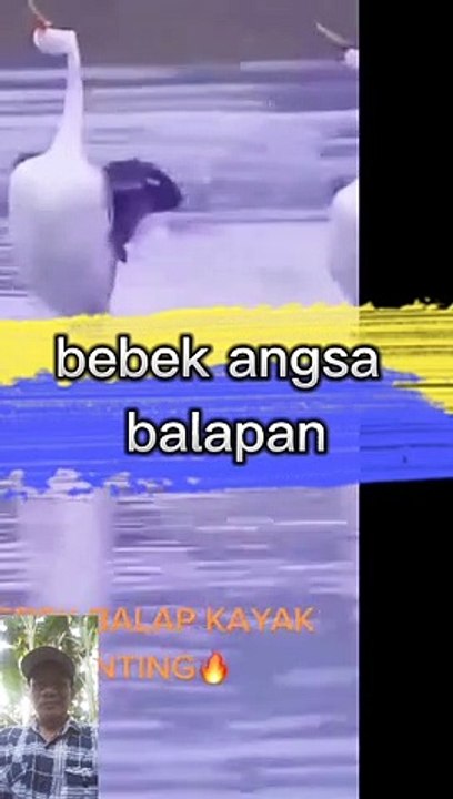 Balapan angsa