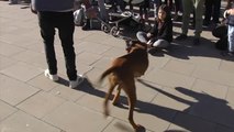Desfile solidario en Valencia de perros abandonados en busca de una segunda oportunidad